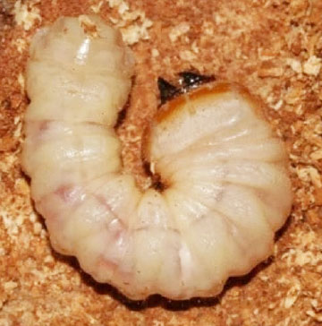 クビアカツヤカミキリ幼虫