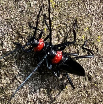 クビアカツヤカミキリ成虫